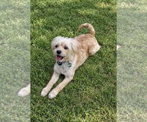 Odette aka Hair Do - Female Maltese-Unknown Mix Dog for Adoption - Photo #5