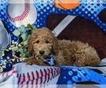 Small Photo #2 Goldendoodle (Miniature) Puppy For Sale in AIRVILLE, PA, USA