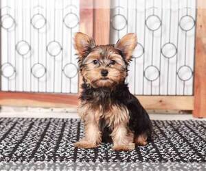 Biewer Terrier Puppy for sale in NAPLES, FL, USA