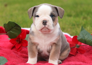 Olde English Bulldogge Puppy for sale in MOUNT JOY, PA, USA