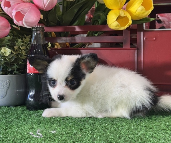 Medium Photo #3 Papillon Puppy For Sale in CANOGA, NY, USA