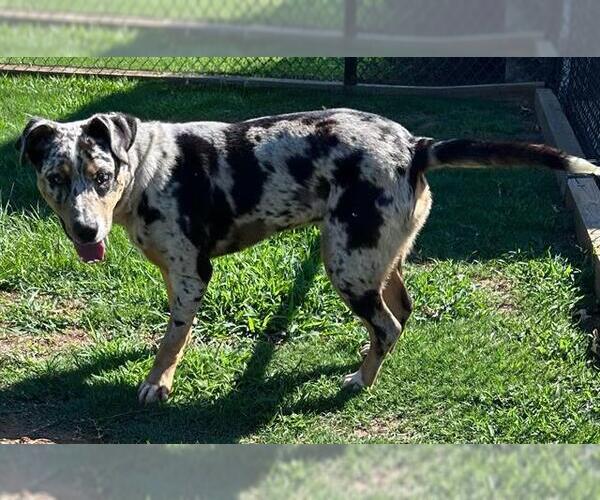 Medium Photo #1 Catahoula Leopard Dog Puppy For Sale in Grovetown, GA, USA