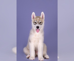Small Photo #5 Siberian Husky Puppy For Sale in Dnipro, Dnipro, Ukraine