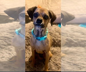 Puggle Dogs for adoption in Newport Beach, CA, USA