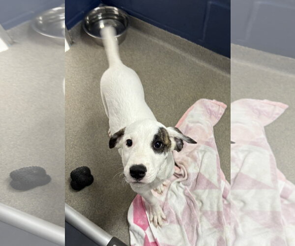 Medium Photo #1 Mutt Puppy For Sale in Sterling, MA, USA