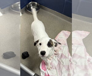 Mutt Dogs for adoption in Sterling, MA, USA