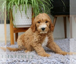 Goldendoodle Puppy for Sale in NARVON, Pennsylvania USA