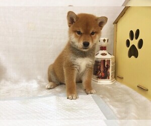 Shiba Inu Puppy for sale in SAN JOSE, CA, USA