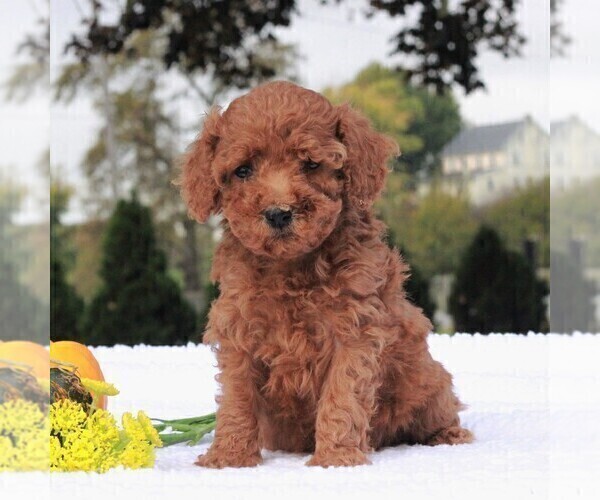 Medium Photo #1 Poodle (Miniature) Puppy For Sale in GAP, PA, USA