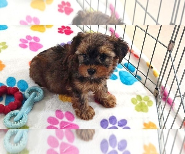 Medium Photo #10 Yorkshire Terrier Puppy For Sale in ORO VALLEY, AZ, USA