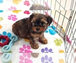 Bruce - Male Yorkshire Terrier Puppy for Sale - Photo #10
