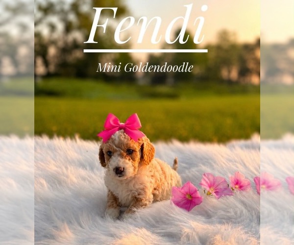 Medium Photo #5 Goldendoodle (Miniature) Puppy For Sale in LANSING, IL, USA