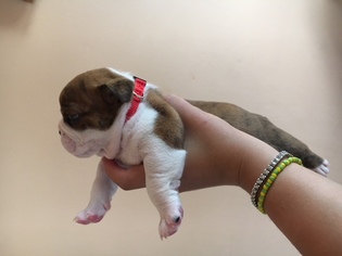 English Bulldog Puppy for sale in NEW BRUNSWICK, NJ, USA