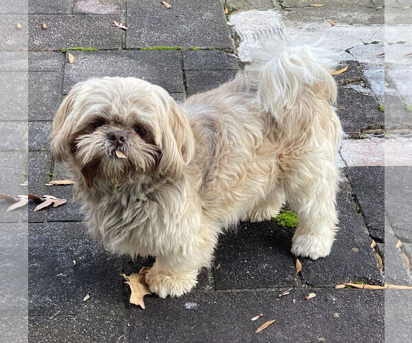 Medium Photo #4 Shih Tzu Puppy For Sale in Greensboro, NC, USA