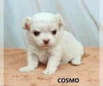 Image preview for Ad Listing. Nickname: Cosmo