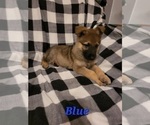 Small Photo #4 German Shepherd Dog Puppy For Sale in HARRISONVILLE, MO, USA