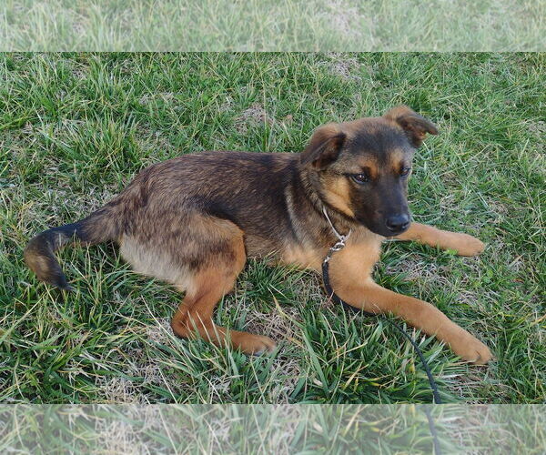 Medium Photo #4 Feist Terrier-German Shepherd Dog Mix Puppy For Sale in Cookeville, TN, USA