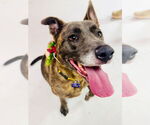 Small Catahoula Leopard Dog-Labrador Retriever Mix