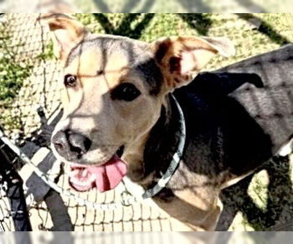 Medium Photo #4 Labrador Retriever-Unknown Mix Puppy For Sale in Houston, TX, USA