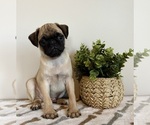 Small #4 Pug