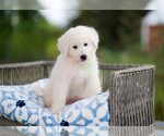 Small Photo #6 Great Pyrenees Puppy For Sale in CONWAY, MO, USA