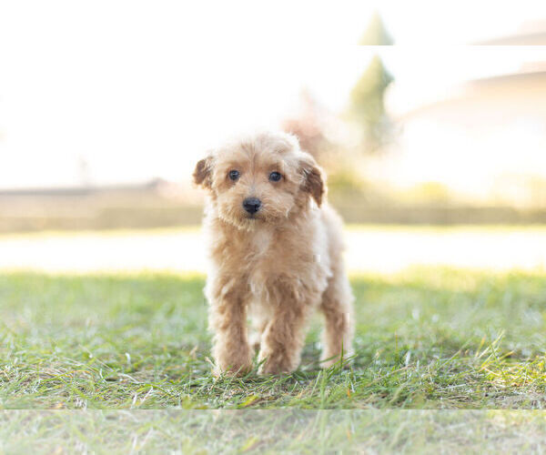 Medium Photo #4 Maltipoo Puppy For Sale in WARSAW, IN, USA
