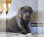 Puppy PENDING Jason Cane Corso