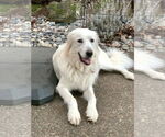 Small #4 Great Pyrenees