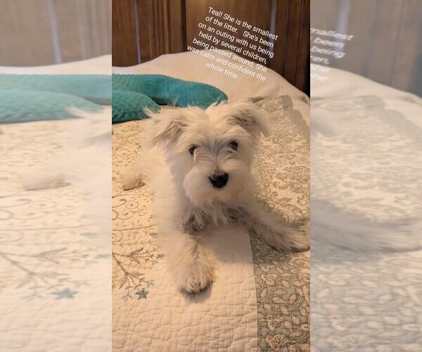 Medium Photo #3 Mauzer Puppy For Sale in DACULA, GA, USA