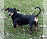 Small #1 Dachshund Mix