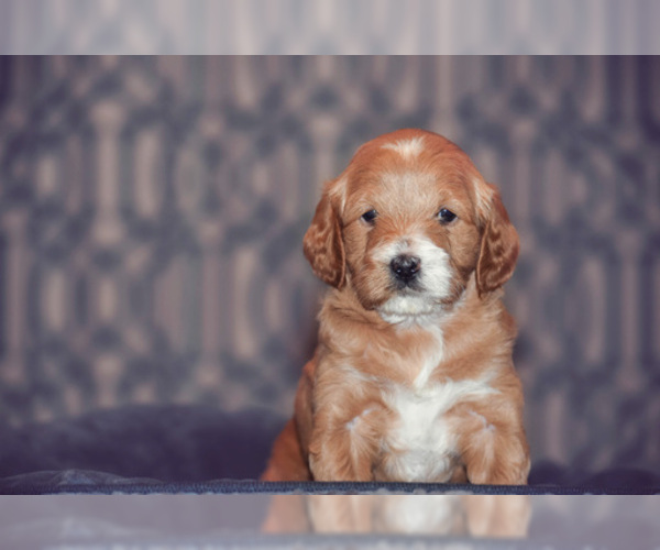Medium Photo #5 Cock-A-Poo Puppy For Sale in MANAHAWKIN, NJ, USA
