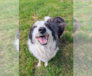 Joker & Jedi - Male Great Pyrenees Dog for Adoption - Photo #3