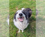 Small #2 Great Pyrenees