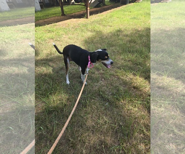 Medium Photo #2 Beagle-Unknown Mix Puppy For Sale in Rustburg, VA, USA