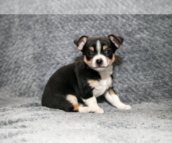 Medium Photo #2 Chihuahua Puppy For Sale in DELTA, PA, USA