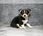 Small #1 Chihuahua