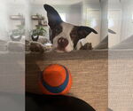 Small #3 Border Collie
