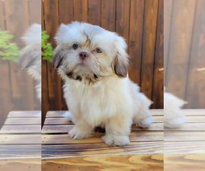 Shih Tzu Puppy for sale in OAKLEY, CA, USA