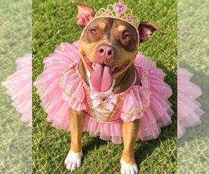 Shuga - Female Mutt Dog for Adoption