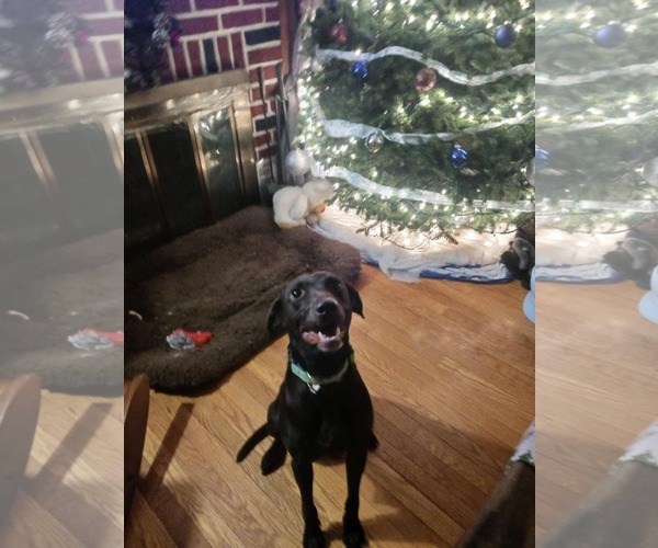 Medium Photo #2 Chocolate Labrador retriever-Unknown Mix Puppy For Sale in Mechanicsburg, PA, USA