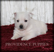 Small #18 West Highland White Terrier