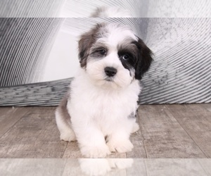 Lhasa-Poo Puppy for sale in WESTPOINT, IN, USA