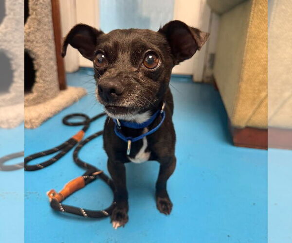 Medium Photo #2 Chihuahua-Unknown Mix Puppy For Sale in Muskegon, MI, USA