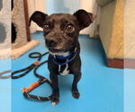 Small #1 Chihuahua Mix