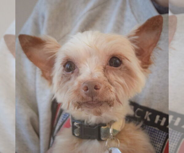 Medium Photo #2 Mutt Puppy For Sale in Huntley, IL, USA