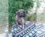 Small Photo #4 Presa Canario Puppy For Sale in ROANOKE, VA, USA