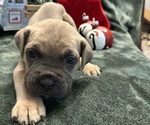 Puppy Dr Dre Cane Corso