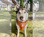 Small Siberian Husky