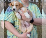 Small Photo #3 Australian Shepherd-German Shepherd Dog Mix Puppy For Sale in Huntley, IL, USA