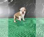 Small Photo #115 Boston Terrier Puppy For Sale in TULARE, CA, USA